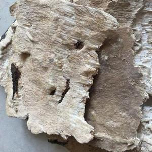 Bois séché blanc, champignon Irpex, champignons laitus, lait, blanc, polypores dentés, à vendre - Product Image 3