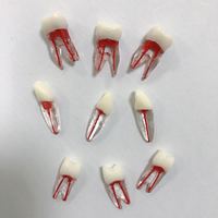 Modelo Anatómico Dental de Endodoncia Danter A8006 para Prácticas de Endodoncia
