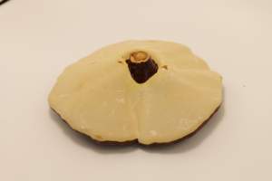 शुद्ध प्राकृतिक मूल हर्बल पौधा लिंगज़ी विटामिन जंगली सूखे चीन गैनोडर्मा ल्यूसीडम रीशी - Product Image 2