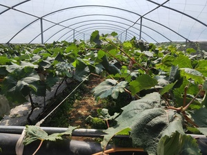 Invernadero tipo túnel Caterpillar <span class=keywords><strong>de</strong></span> gran tamaño, <span class=keywords><strong>de</strong></span> una sola capa, con película plástica, para protección contra la lluvia, ideal para el cultivo <span class=keywords><strong>de</strong></span> uvas. - Product Image 3