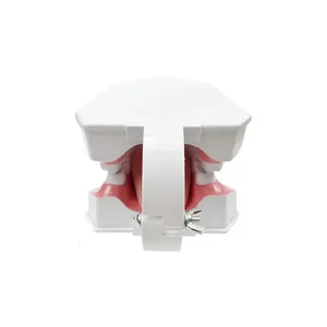 Modelo de Demostración Dental de Dientes Grandes (2 Unidades) con Cepillo de Dientes para Enseñanza, Estudio y Educación en el Cepillado Dental - Product Image 2