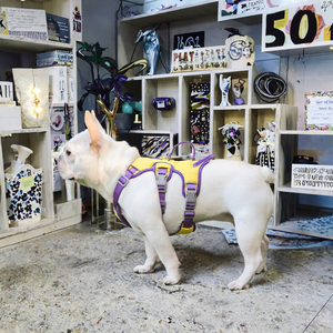 Harnais de luxe pour chien, anti-évasion, anti-traction, en nylon robuste et polyester rembourré, avec laisse de sport, facile à utiliser et élégant - Product Image 3