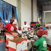 Automatische tomatenpuree productielijn, tomatensaus verwerkings- en verpakkingslijn, ketchup concentratie-apparatuur