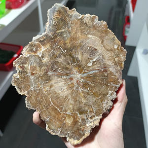 شرائح خشب متحجر طبيعي، أحجار كريمة للريكي، فوسيل خشبي بأحجام غير منتظمة للشفاء والجمع - Product Image 2