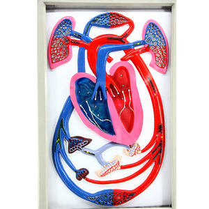 Modèle de rythme cardiaque et de circulation sanguine, équipement d'expérimentation biologique, aide pédagogique électrique pour démonstration dynamique, pour les jeunes. - Product Image 2