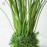 Tanaman Rumput Tulip Buatan Kecil dengan Alas Bola Lumut Tanpa Pot untuk Dekorasi Meja Rumah Musim Semi