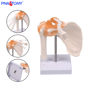 Modelo anatómico de articulación de <span class=keywords><strong>hombro</strong></span> de <span class=keywords><strong>esqueleto</strong></span> <span class=keywords><strong>humano</strong></span> con ligamento para la enseñanza de la Escuela de Medicina entrenamiento de enfermera entrenamiento clínico - Product Image 2