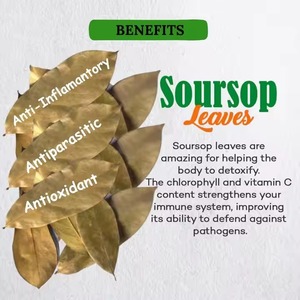 1กิโลกรัม SOP (guanabana) ใบโดย bourneels graviola ปลูกในฟาร์มอินทรีย์สำหรับชาเพื่อสุขภาพและการใช้สมุนไพร - Product Image 1
