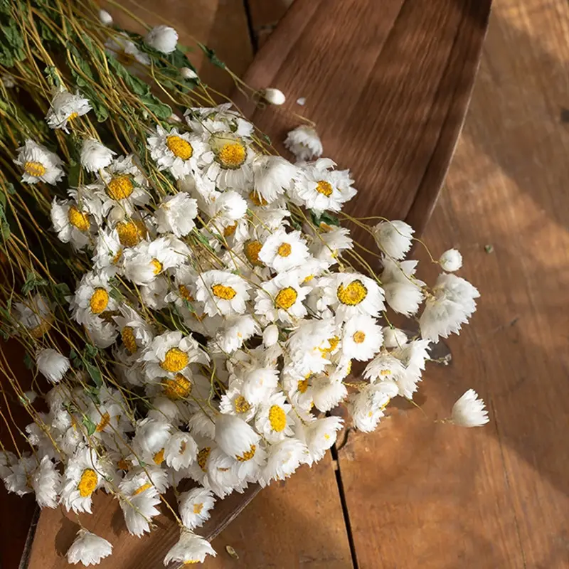 תוספות ביותר פופולרי טבעי פרחים מיובשים מיובש rodanth
