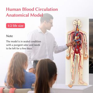 Anatomía humana para Estudiar los modelos de circulación sanguínea humana <span class=keywords><strong>del</strong></span> <span class=keywords><strong>sistema</strong></span> <span class=keywords><strong>circulatorio</strong></span> humano incluyen el Corazón desmontable - Product Image 2