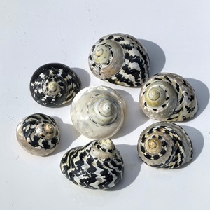 Gepolijst Spoor Seastar Zwarte Diamant Slak Heremietkreeft Vervanging Schelp <span class=keywords><strong>Aquarium</strong></span> Landschapsdecoratie Echte Touch Voor - Product Image 2