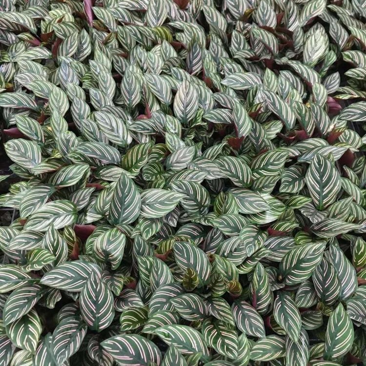 Завод рассады культура тканей растений рассады Шарм Звезда