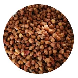Té de alforfón de grano completo, granos orgánicos tostados, negro, tartario, alforfón, embalaje OEM, negro - Product Image 4