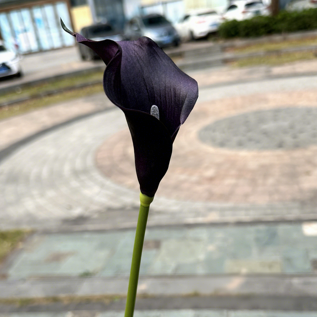 Dark purple (black and purple)