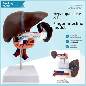 Анатомическая модель, структура кровеносных сосудов для поджелудочной железы печени, двенадцатиперстной кишки, селезенки, для медицинского образования, ПВХ, для школ, медицинских школ - Product Image 4