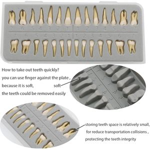 Demostración de dientes de resina, 28 piezas 1:1 dientes permanentes artificiales modelo de entrenamiento de enseñanza dental para estudiantes y profesionales - Product Image 3