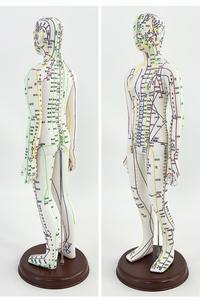 Alta qualidade masculino feminino acupuntura modelo anatômico corpo humano inglês meridiano acuponto ponteiro - Product Image 6