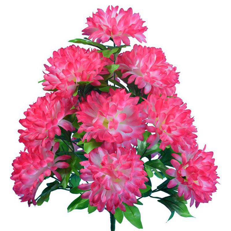 rosa 04