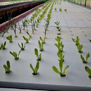 L'usine chinoise vend directement une laitue <span class=keywords><strong>de</strong></span> ferme hydroponique d'excellente qualité Xps radeau flottant planche <span class=keywords><strong>de</strong></span> mousse hydroponique - Product Image 5