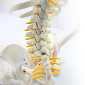 Mini squelette <span class=keywords><strong>3D</strong></span> corps <span class=keywords><strong>humain</strong></span> modèle de <span class=keywords><strong>crâne</strong></span> en résine humaine modèle anatomique de <span class=keywords><strong>crâne</strong></span> modèle de <span class=keywords><strong>crâne</strong></span> <span class=keywords><strong>humain</strong></span> - Product Image 4