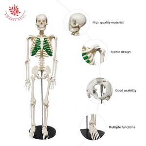 <span class=keywords><strong>Modelo</strong></span> de esqueleto 4 tipos 85cm <span class=keywords><strong>Modelo</strong></span> <span class=keywords><strong>Especial</strong></span> medicina esqueleto de esqueleto humano ciencia médica - Product Image 6