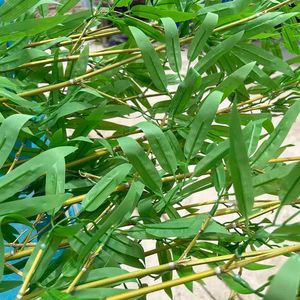 Bán Buôn 6ft Cao Sân Sau Trong Nhà Trang Trí Sàn Nhân Tạo Nhựa Cây Tre Hàng Rào Nhân Tạo Cây Tre Với Planter - Product Image 4