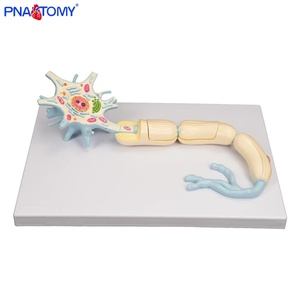 Y tế Mô hình giải phẫu của tế bào thần kinh và cấu trúc sợi thần kinh 2 thành phần phóng đại thần kinh hệ thống nhựa neuroanatomy mô hình - Product Image 3
