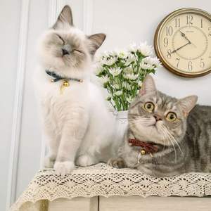 NiBao japonés elegante seguridad suave ligero lindo pajarita con campana gato mascota <span class=keywords><strong>Collar</strong></span> - Product Image 4