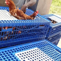 Cages de Transport Empilables en Plastique Renforcé pour Volaille, Cailles et Poussins, Paniers de Transfert pour Poulets