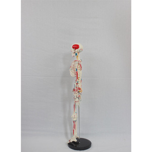 Modèle de squelette humain numérique de 85 cm, avec ligaments d'origine et d'insertion musculaires, disques intervertébraux, nerfs et squelette complet. - Product Image 2