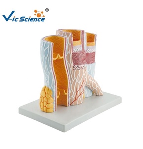PVC-Modell für menschliches Gewebe Arterielle stereo skopische Struktur Anatomische Medizin Bildungs modell für den menschlichen Körper - Product Image 1