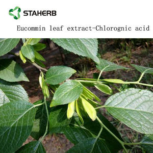 Бесплатный образец, экстракт листьев Eucommia, порошок, порошок Хлорогеновой кислоты, 5%-98% - Product Image 2