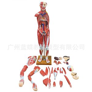 Modèle de corps humain de 170 cm avec muscles et organes internes pour l'enseignement médical : Anatomie musculaire et organique humaine adulte - Product Image 3