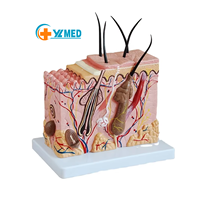 Modèle anatomique de peau humaine en PVC haute résolution pour l'enseignement et la formation médicale 17*14*16CM