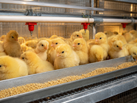 Nouveau système de cage d'élevage de poussins à 3 niveaux pour 30 000 poussins, conception compacte, taux de survie élevé des poussins d'un jour, HAOKAI