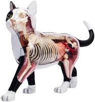 Modèle d'anatomie des organes de chat noir et blanc assemblé pour l'enseignement médical CE/ISO