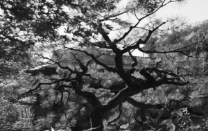 Libro de fotografías (Maestros de los Jardines Zen: El trabajo sagrado de los jardineros japoneses) - Product Image 5