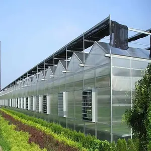 Schlüssel fertige landwirtschaft liche Multi Span Kunststoff folie Gewächshaus Erdbeeren Tomaten Hydro ponic Vertical Growing Systems Gewächshaus