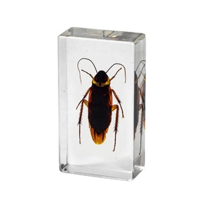 Nhện Thực Nhựa paperweight taxidermy Côn Trùng Trường Lớp Học Trẻ Em Của Quan Sát Mẫu Vật Động Vật Mô Hình Nhựa Thủ Công Mỹ Nghệ - Product Image 4