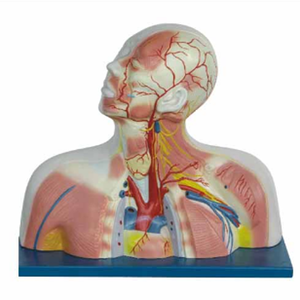 Gelsonlab HSBM-168 Modell von schädel hohlraum kopf hals und <span class=keywords><strong>thorax</strong></span> modell - Product Image 2