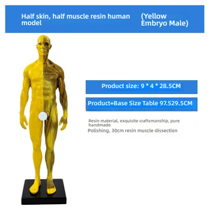Modèle d'anatomie artistique de 30cm en résine PVC Structure musculaire et squelettique pour dessin et sculpture pour l'enseignement des sciences médicales - Product Image 2