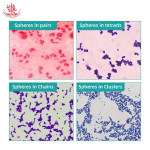 Toboganes de microcope de alta claridad, bacillos, Cpirochetes, microbiología, células de biología bacteriana, tobogán bacteriano - Product Image 2