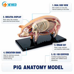 Modelo de Anatomía de <span class=keywords><strong>Cerdo</strong></span> 4D para Uso en Hospitales Veterinarios e Institutos de Investigación, Muestra el <span class=keywords><strong>Esqueleto</strong></span> y la Estructura de los Órganos, CE/ISO - Product Image 1