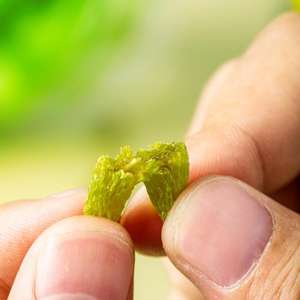 ขนมผลไม้ลูกเกดสีเขียวธรรมชาติแบบไม่เติมน้ำตาล - Product Image 5