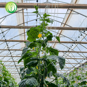 Serre agricole commerciale multi-spans avec système de suspension pour plantes grimpantes (tomates, concombres, raisins) - Product Image 6