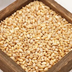 بذور الشعير المجففة لتغذية الحيوانات نوع من العشب المغذي - Product Image 3