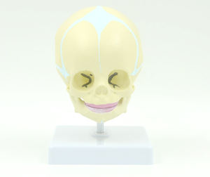 미니 사이즈 유아 두개골 모델 태아 의료 인간 두개골 해부학 모델 현실적인 인간 두개골 모델 - Product Image 5