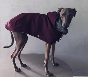 Fabricant <span class=keywords><strong>de</strong></span> vêtements <span class=keywords><strong>pour</strong></span> animaux <span class=keywords><strong>de</strong></span> compagnie design <span class=keywords><strong>de</strong></span> mode personnalisé imperméable et coupe-vent <span class=keywords><strong>pour</strong></span> chien - Product Image 3