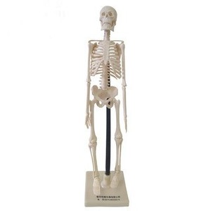 Modèle biologique de squelette humain Qinghua QH3302-6-2 de 42 cm, crâne médical détachable pour l'enseignement, personnalisable - Product Image 5