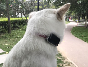 Xách tay <span class=keywords><strong>mini</strong></span> GPS Tracker Vòng cổ và vật nuôi cổ áo cho trẻ em và vật nuôi xe theo dõi - Product Image 5